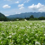 夏蕎麦畑と戸隠連峰