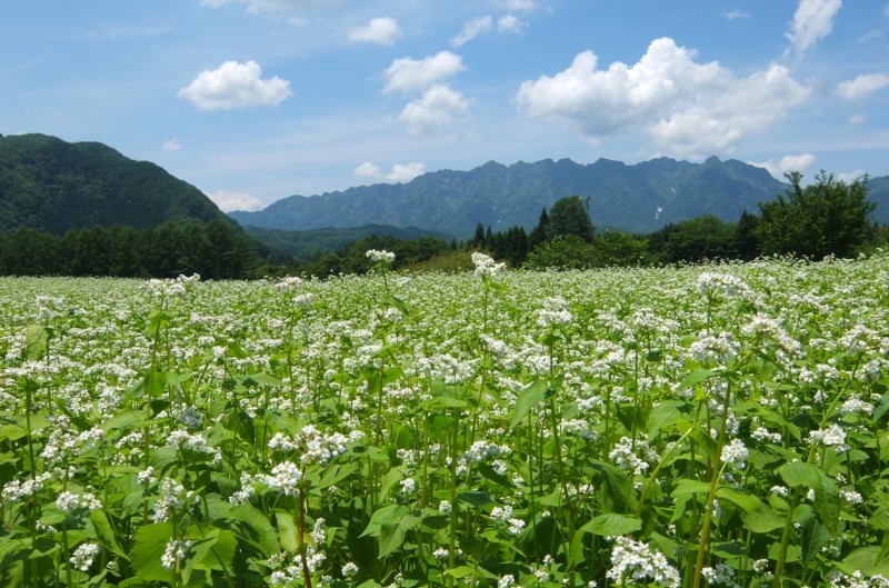 夏蕎麦畑と戸隠連峰