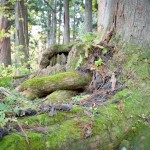 戸隠神社奥社の様子