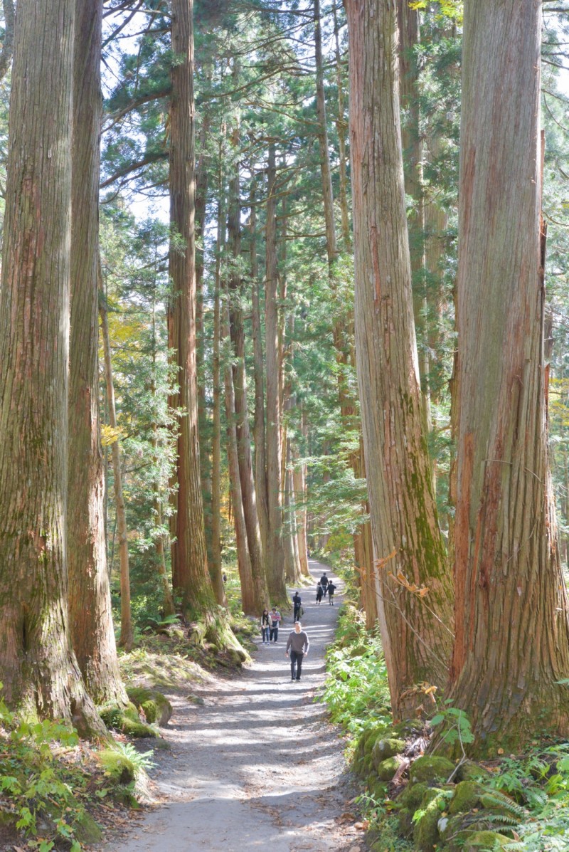 戸隠神社の参道を歩く