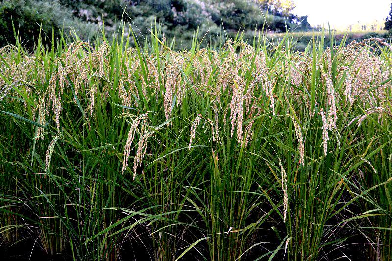 移住女子・川口の田んぼ