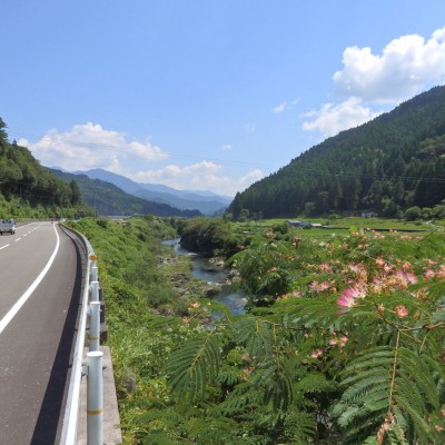 ねむの花・高知県土佐町で撮影。