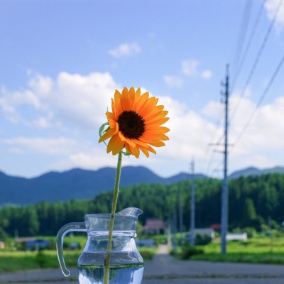 空き瓶に挿した、ひまわり