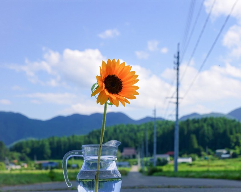 空き瓶に挿した、ひまわり