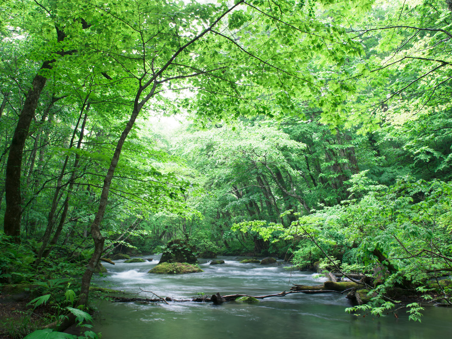 奥入瀬渓流
