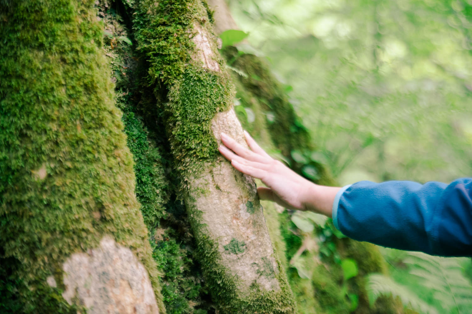 青森県十和田市の奥入瀬渓流