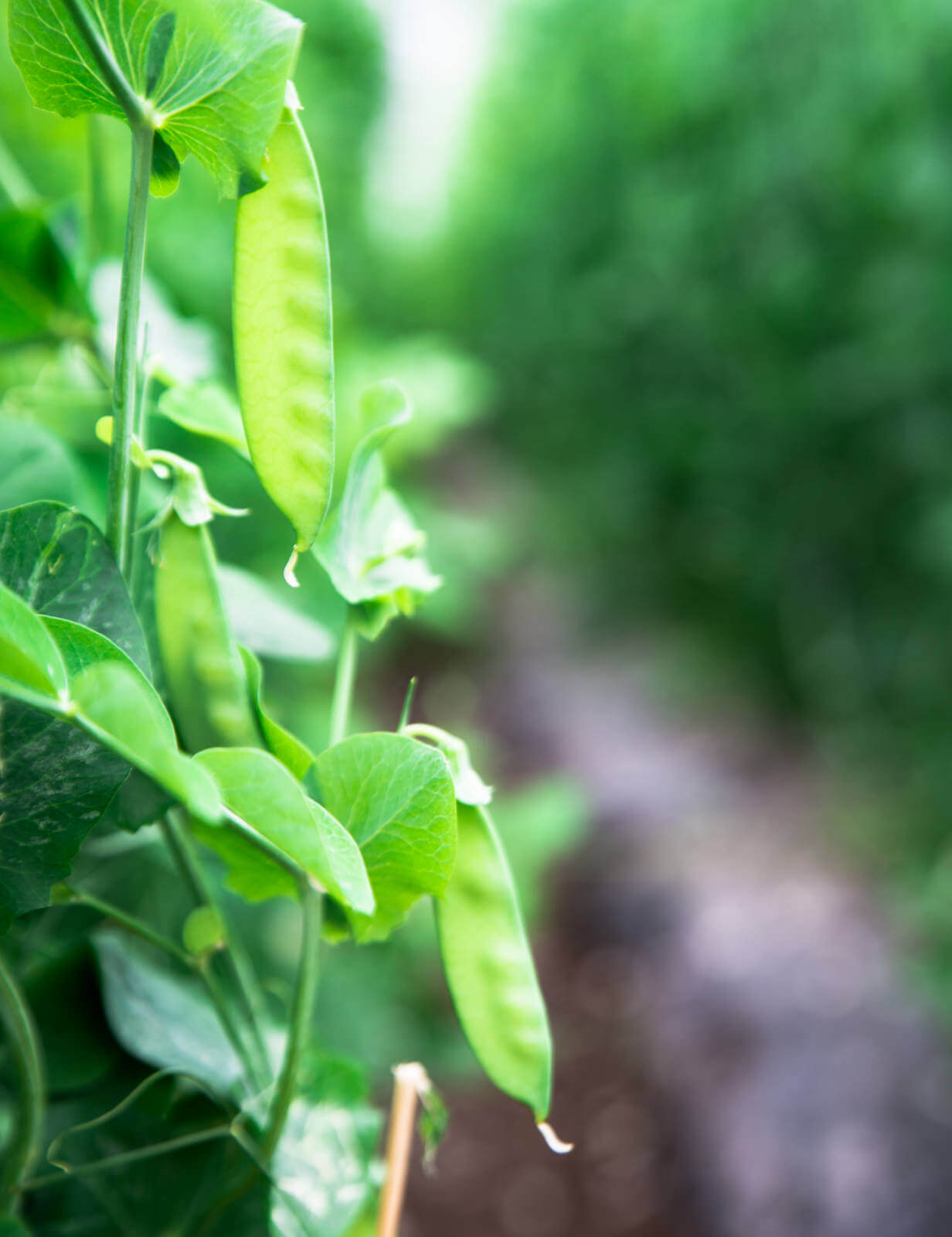 青森県十和田市のキヌサヤ