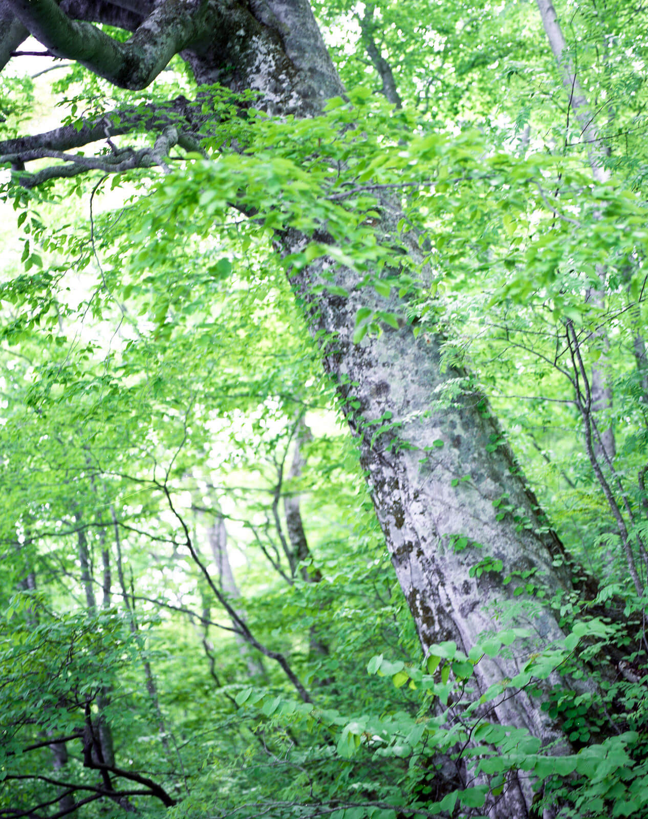 十和田湖にあるブナ