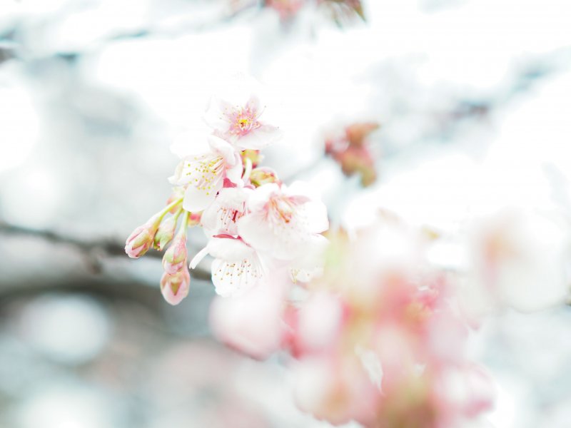 桜